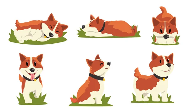 Collection of Brown and White Dog in Everyday Activities, Cute Pet Animal in Various Poses Vector Illustration on White Background — Stok Vektör