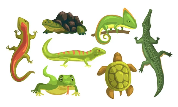 两栖动物藏品，龟，变色龙，蜥蜴，鳄鱼，色拉曼德白色背景的病媒图解 — 图库矢量图片