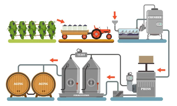 Bortermelési folyamat, alkoholtartalmú italok előállítására szolgáló berendezések, szőlőszüret, zúzás, préselés, erjesztés, öregedési vektor illusztráció — Stock Vector