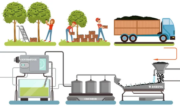 Proceso de producción de aceite de oliva, cosecha de aceitunas, lavado, trituración, extracción de línea automatizada Vector ilustración — Archivo Imágenes Vectoriales