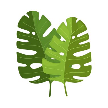 Canavar Palmiyesi Yaprağı, Güzel Yeşil Tropikal Egzotik Bitki Dekoratif Element Vektör İllüstrasyonu