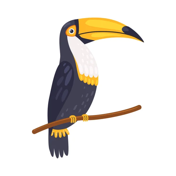 Toucan Tropical Papagei, schöner Vogel mit schwarzem und weißem Federkleid Vector Illustration — Stockvektor