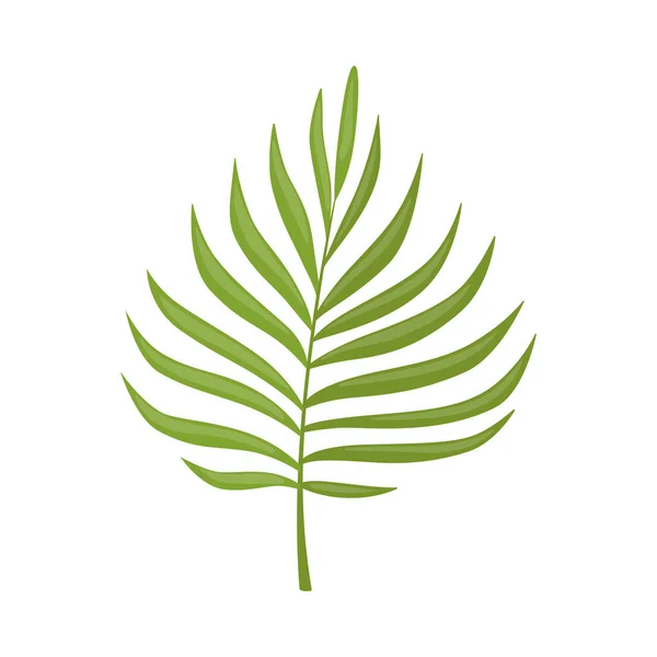 Palmiye Ağacı Yaprağı, Güzel Yeşil Tropikal Egzotik Bitki Dekoratif Element Vektörü İllüstrasyonu — Stok Vektör