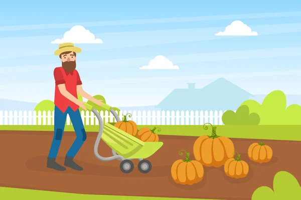 Hombre agricultor recogiendo calabazas, trabajador agrícola de pie en el fondo del campo con Wheelbarrow Vector Illustration — Vector de stock