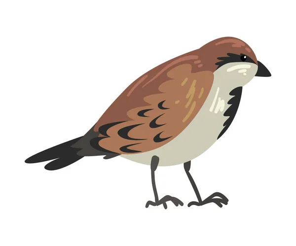 Schattige Wintervogel, Mooie Noordse Vogel, Zijde, Bekijk vectorafbeelding — Stockvector