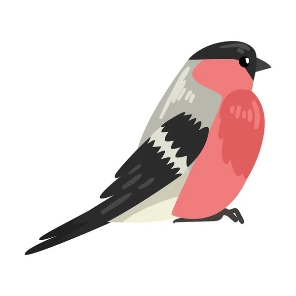 Cute Bullfinch Winter Bird, Beautiful Northern Birdie Vector Illustration — Stock Vector