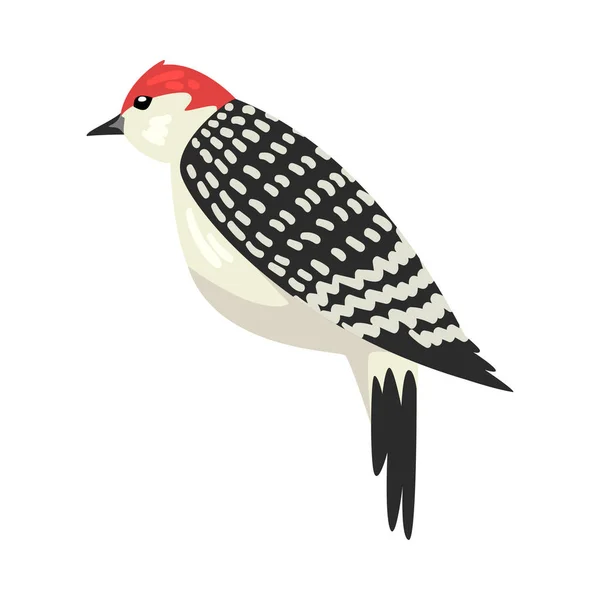 Cute Woodpecker Winter Bird, Beautiful Northern Birdie Vector Illustration — Stock Vector