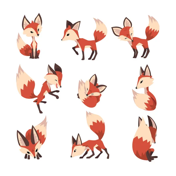 Imádnivaló kis róka gyűjtemény, aranyos bolyhos vad erdő állat rajzfilm karakter különböző pózok vektor illusztráció — Stock Vector