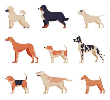Safkan Köpekler Koleksiyonu, Beagle, Dalmaçyalı, Labrador, Poodle, Greyhound Hayvan Hayvanı, Labrador Retriever, Tilki Teriyeri Hayvanları, Yan Görünüm Vektör İllüstrasyonu