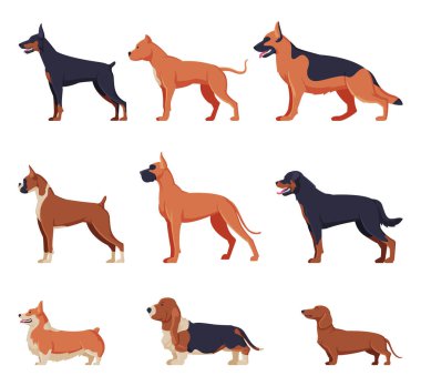 Safkan Köpekler Koleksiyonu, Doberman, Amerikan Bandog, Alman Çoban Köpeği, Boksör, Rottweiler, Galli Corgi, Basset Hound, Dachshund Hayvan Hayvanı, Yan Görünüm Vektör İllüstrasyonu