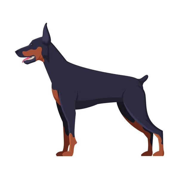 Doberman καθαρόαιμος σκύλος, ζώο συντροφιάς, πλευρική άποψη διανυσματική απεικόνιση — Διανυσματικό Αρχείο
