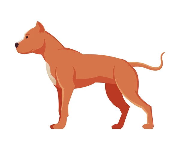 Amerikan Bandog Safkan Köpek, Hayvan Hayvanı, Yan Görünüm Vektör İllüstrasyonu — Stok Vektör