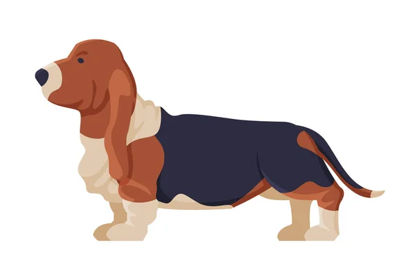 Basset Hound Czysty pies, Zwierzę domowe, Widok z boku Wektor ilustracji — Wektor stockowy