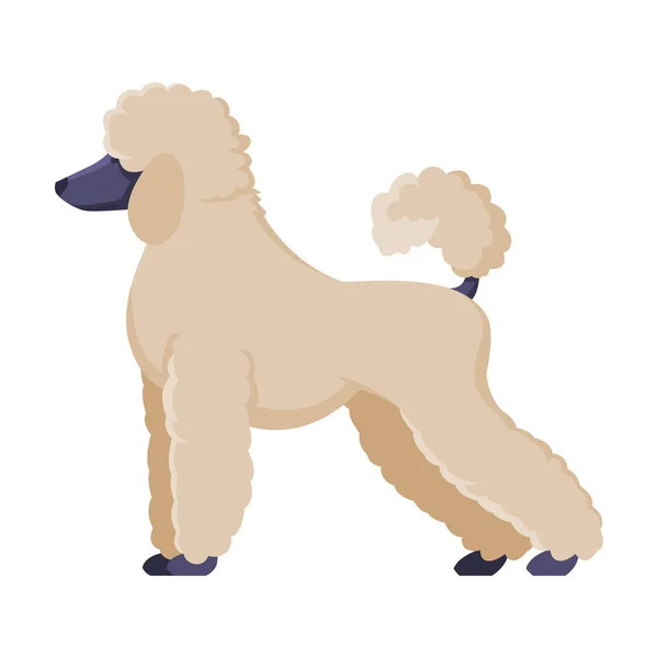 Cão de raça branca Poodle, Animal de estimação, Vista lateral Vector Ilustração — Vetor de Stock