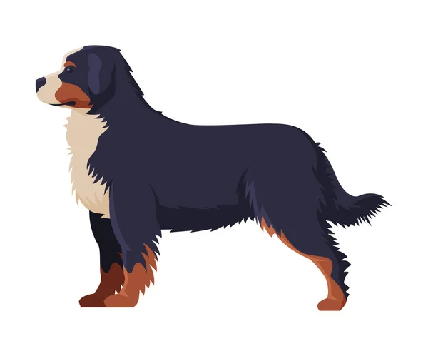 Bernese Mountain Dog Purebred Hund, Sällskapsdjur, Sidovy Vektor Illustration — Stock vektor