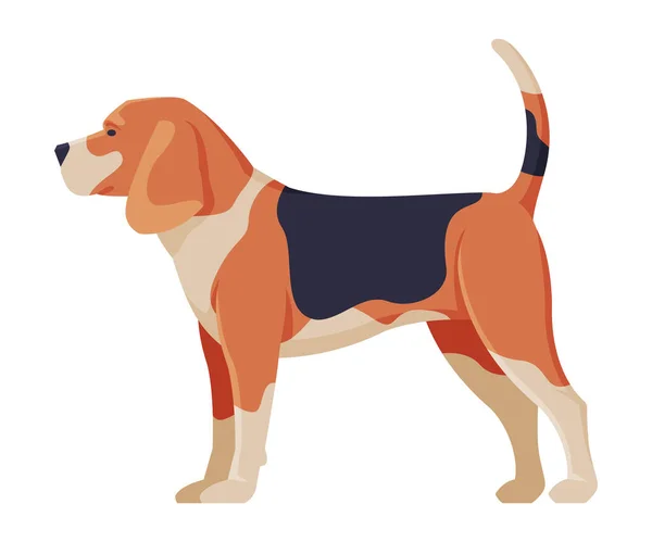 Beagle Czysty pies, zwierzę domowe, widok z boku Wektor ilustracji — Wektor stockowy
