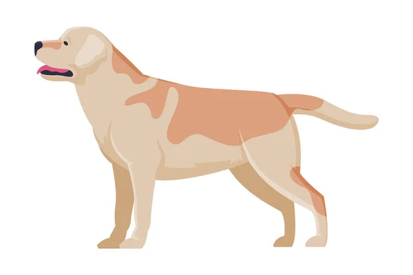 Labrador Retriever Czysty pies, zwierzę domowe, widok z boku wektor Ilustracja — Wektor stockowy