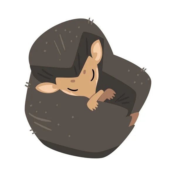 Söt igelkott Sova Inbäddat, Bedårande Klåda Vilda Skog Djur Cartoon Character Vektor Illustration — Stock vektor