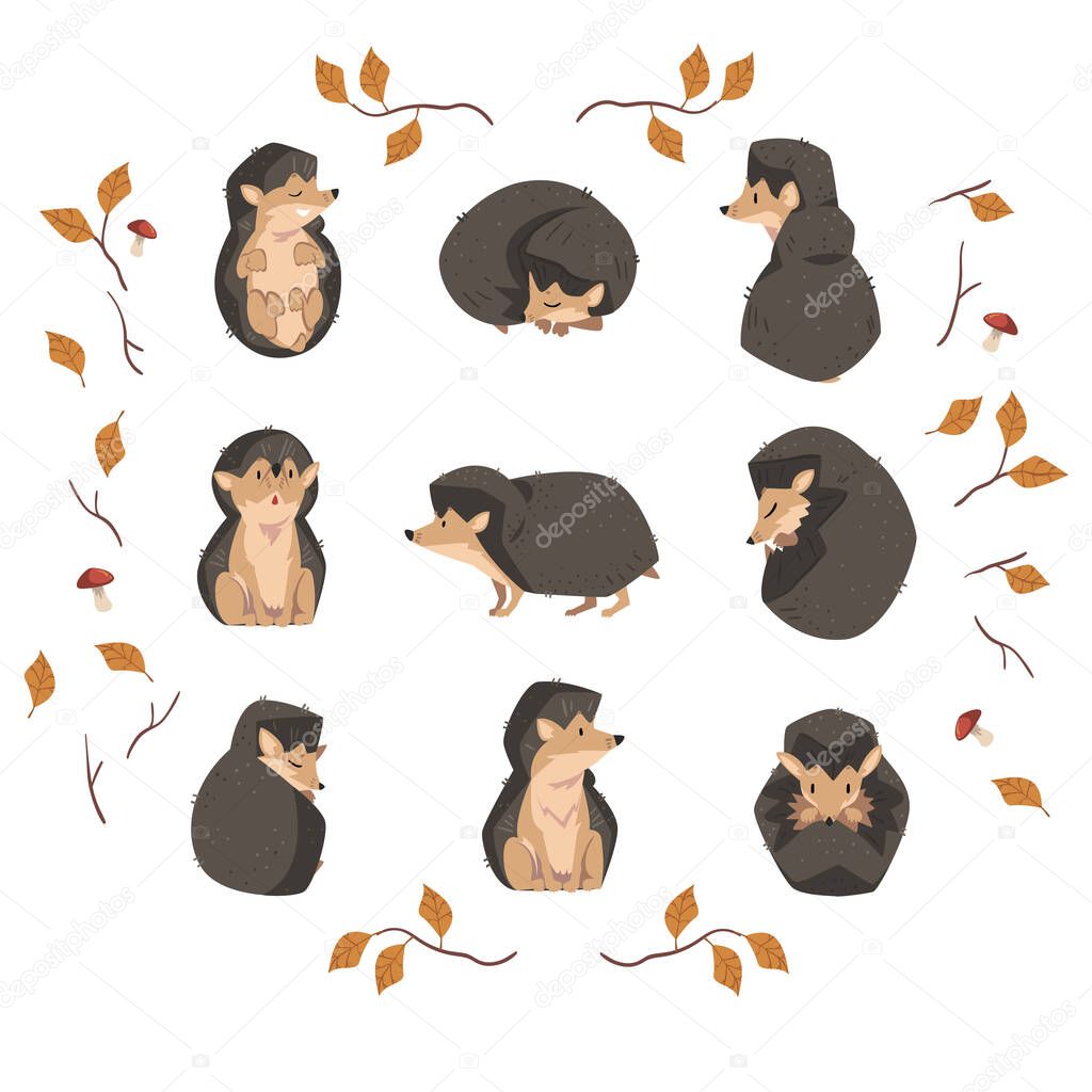 Cute Little Hedgehog Collection, Lovely Wild Forest Animal Cartoon Character in Various Poses Vector Illustration