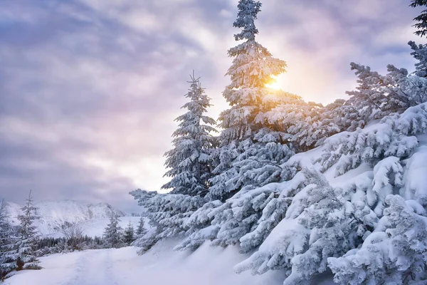 Árboles cubiertos de nieve en la montaña tatra invierno sol luz — Foto de Stock