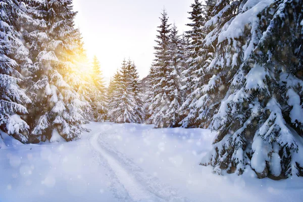 Árboles cubiertos de nieve en la luz del sol de invierno —  Fotos de Stock