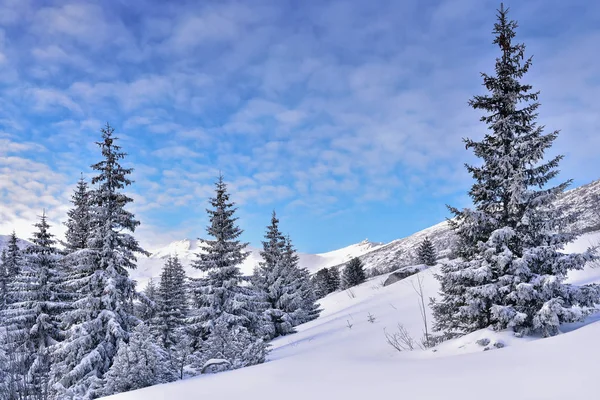 Árboles cubiertos de nieve en la montaña Tatra invierno —  Fotos de Stock