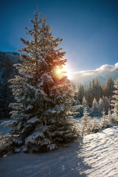 Vista del árbol en el día soleado en la montaña de invierno —  Fotos de Stock