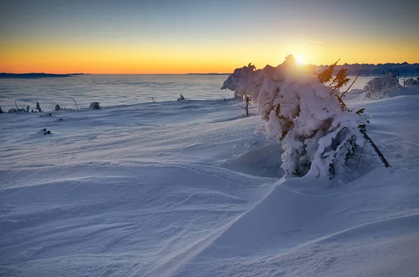 Árbol cubierto de nieve al amanecer en la montaña Tatra —  Fotos de Stock