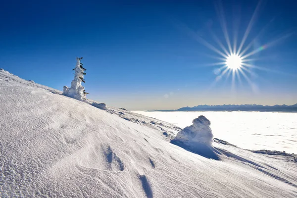 Árbol cubierto de nieve en la montaña con fondo de montaña Tatra — Foto de Stock