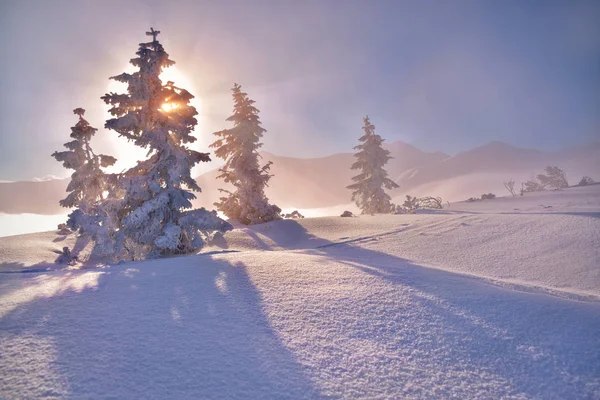 Árbol congelado por la mañana en la montaña Tatra. Tatra Occidental — Foto de Stock