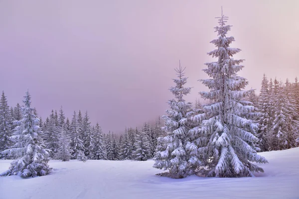 Árboles cubiertos de nieve en el bosque nublado al atardecer —  Fotos de Stock