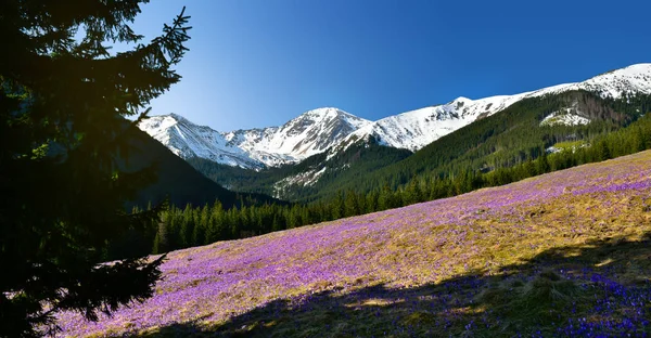 Tatra mountain chocholowska Vadisi'nin panoramik bahar bakış