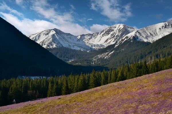 Bahar wiev çiğdemler Tatra mountain chocholowska vadisinde