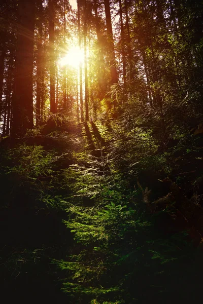 Nap sugarai besütött a fák az erdőben — Stock Fotó