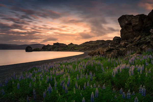 Campo di lupino al tramonto vicino al lago Kleifarvatn — Foto Stock