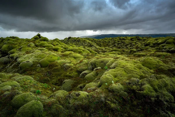 Zielony mech pokrył wulkaniczne pole lawy. Islandia — Zdjęcie stockowe