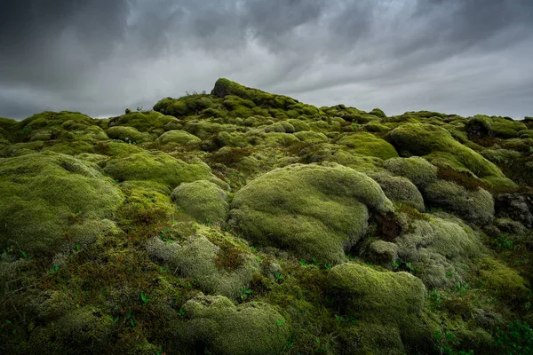 El musgo verde cubría el campo de lava volcánica. Islandia — Foto de Stock