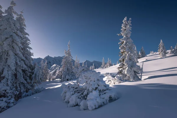 Vista Invierno Desde Montaña Tatra Árboles Cubiertos Nieve Parque Nacional — Foto de Stock