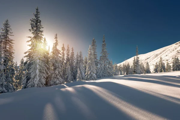 Árboles Cubiertos Nieve Parque Nacional Montaña Tatra Polonia — Foto de Stock