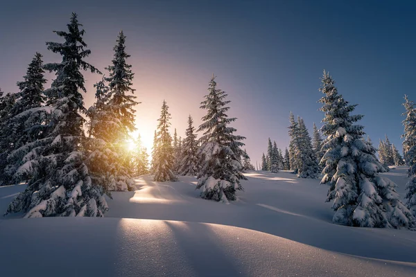 Rayos Sol Desde Detrás Los Árboles Cubiertos Nieve Montaña Parque — Foto de Stock