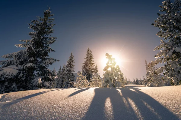 Puesta Sol Los Árboles Cubiertos Nieve Montaña Tatra Parque Nacional — Foto de Stock