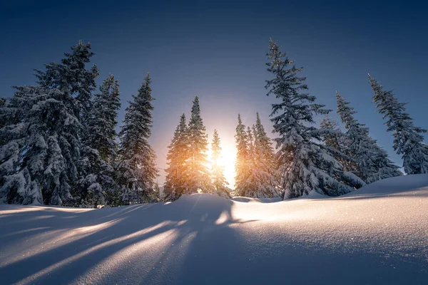 Rayos Sol Desde Detrás Los Árboles Cubiertos Nieve Parque Nacional —  Fotos de Stock