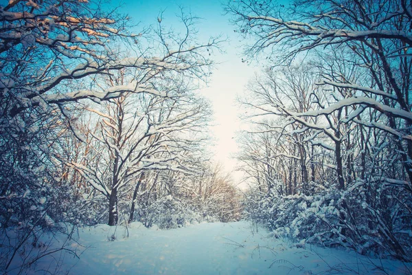Paisagem de inverno Estrada coberta de neve na floresta. Sibéria fria. Ano Novo, vista de Natal. Manhã na natureza — Fotografia de Stock