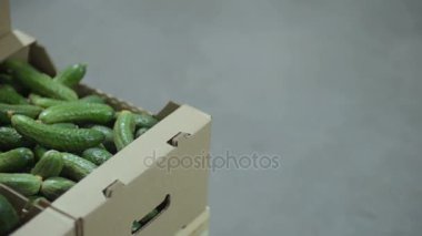 bir kutu içinde taze salatalık