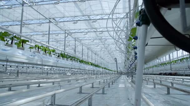Large industrial greenhouses — Stock Video