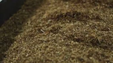 kurutma işlemi, tütün sigara üretim