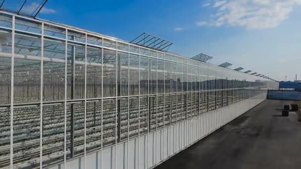 Aerial view of greenhouses with vegetables — Stock Video