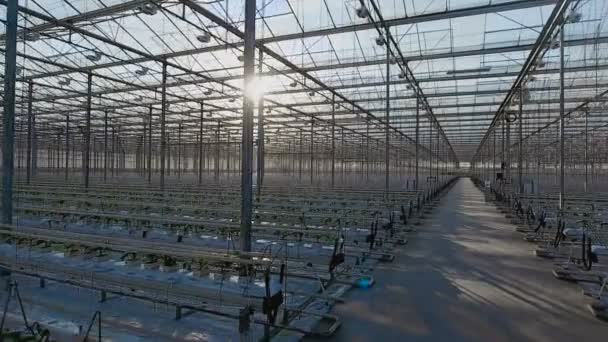 Large industrial greenhouses — Stock Video