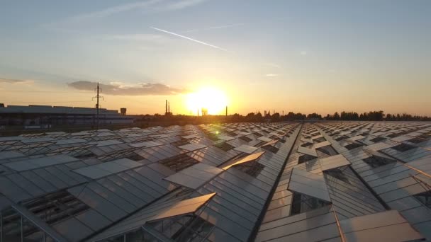 Luchtfoto van de zonsondergang landbouw kassen — Stockvideo