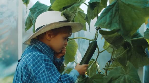 Küçük çiftçi bir salatalık arıyor — Stok video